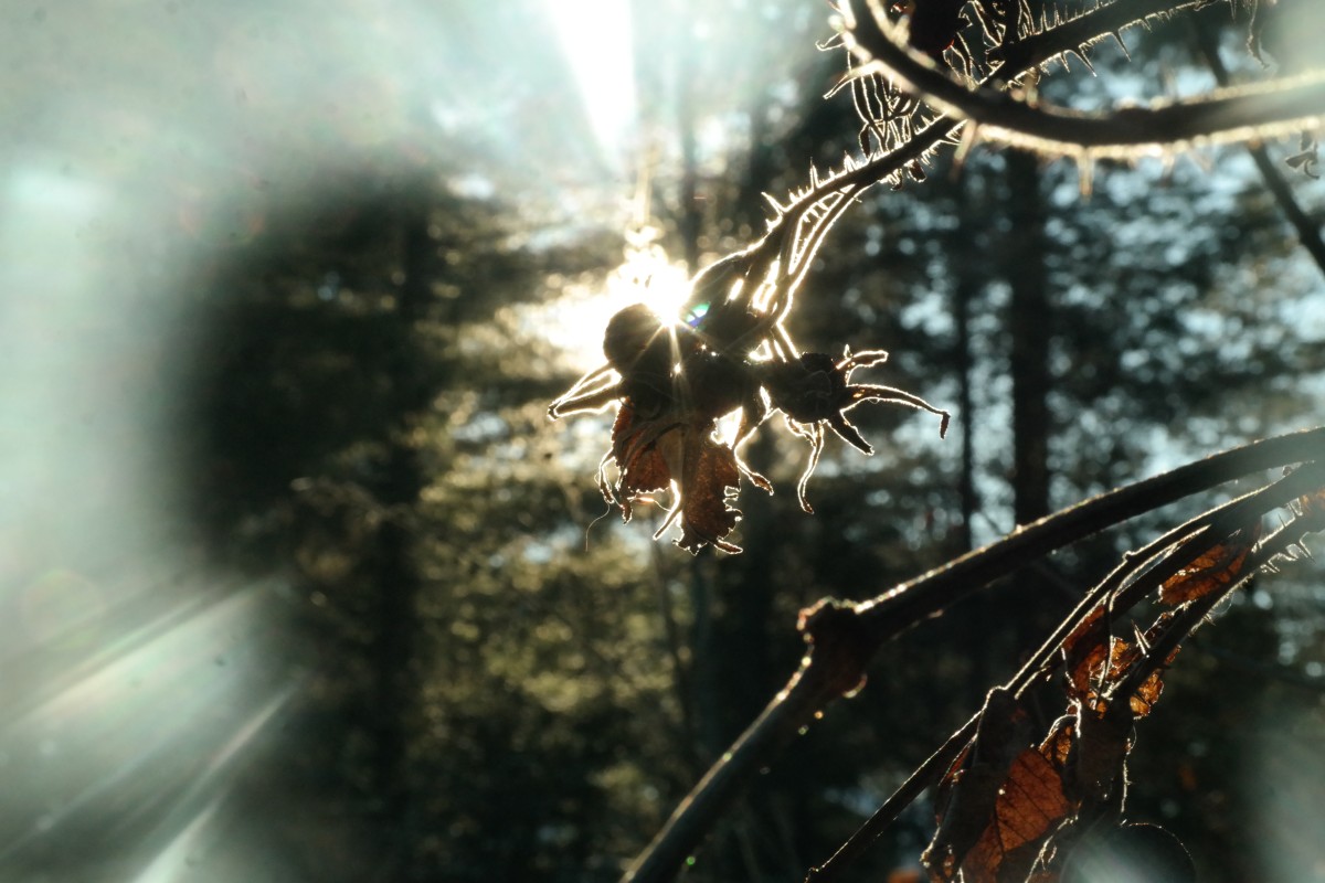 Play with light. Dried rose hips with the Sun behind it.