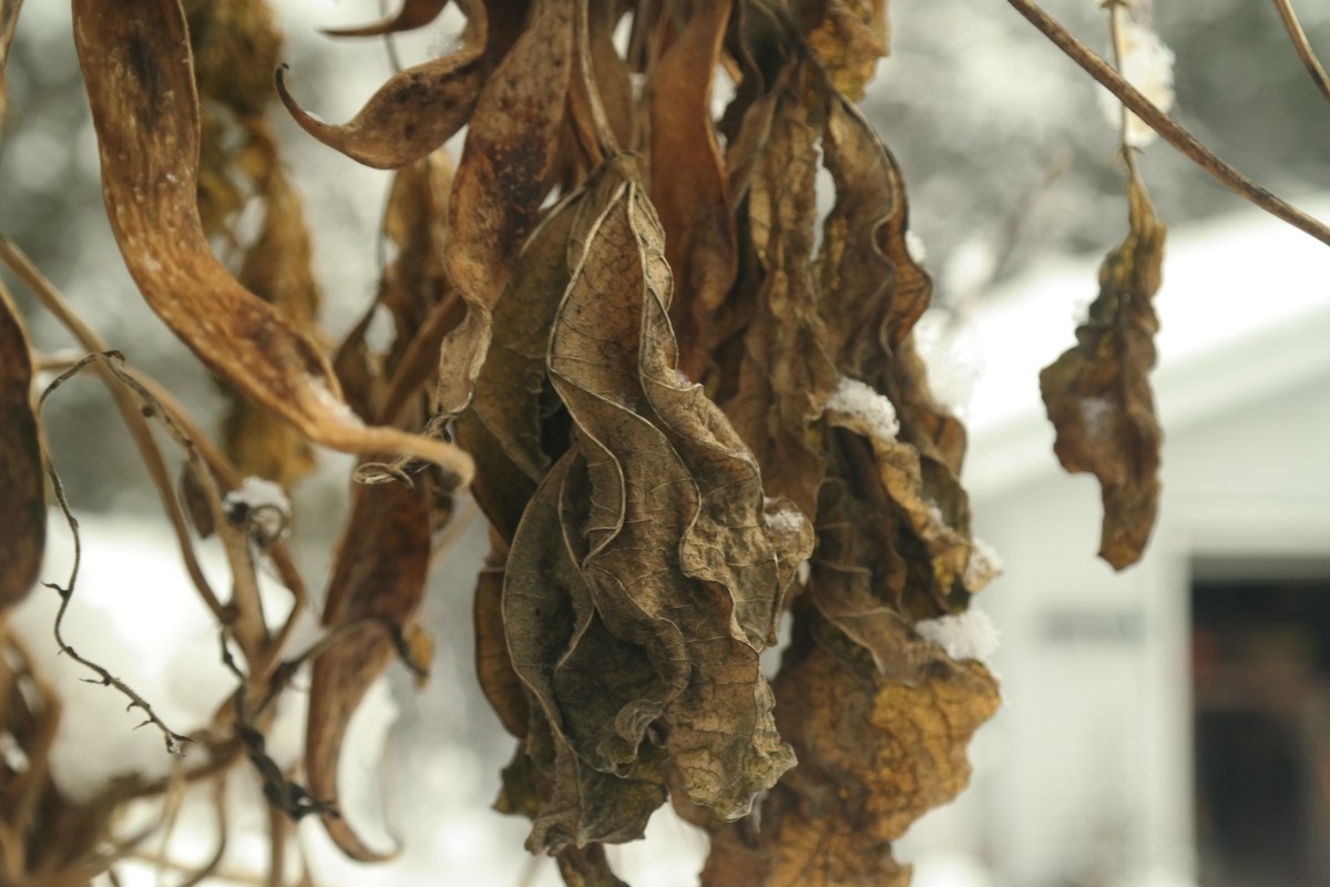 Dried bean leaves in Winter