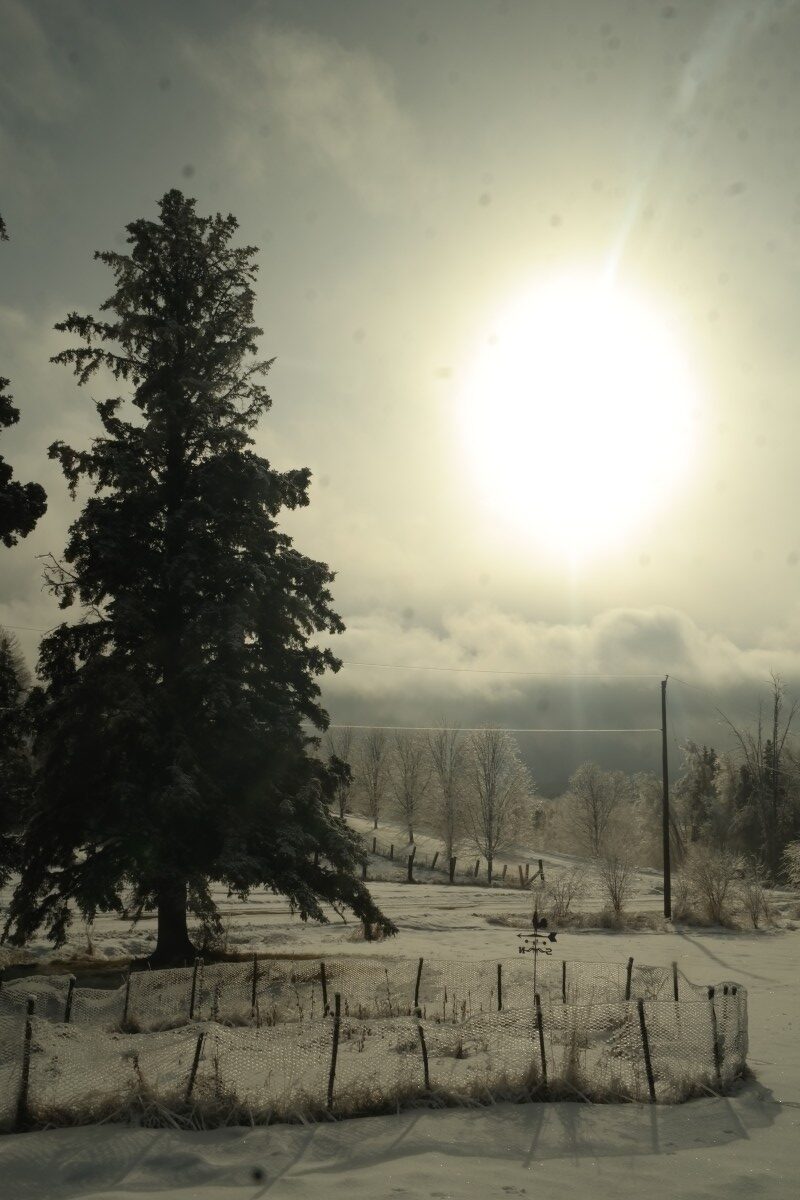 Winter scene with the Sun with hazy cloud. Tree and fence. Rural