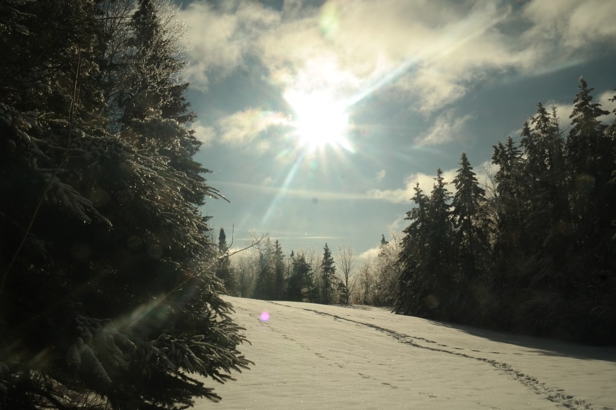 Winter scene with brilliant Sun and trees